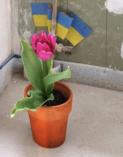 Die Tulpe ist auch ein Vanitas-Symbol. Botschaft an Putin Heiderose Birkenstock-Kotalla